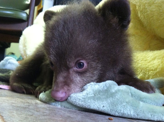 Baby Bear Baby Bear